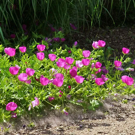 Фото Каллирое покрывальное Буффало роуз