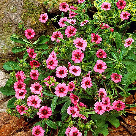 Фото Лапчатка Мисс Вилмот