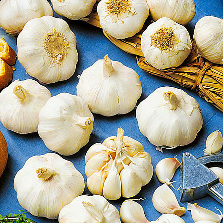 Фото Чеснок озимый Надёжный 10 шт