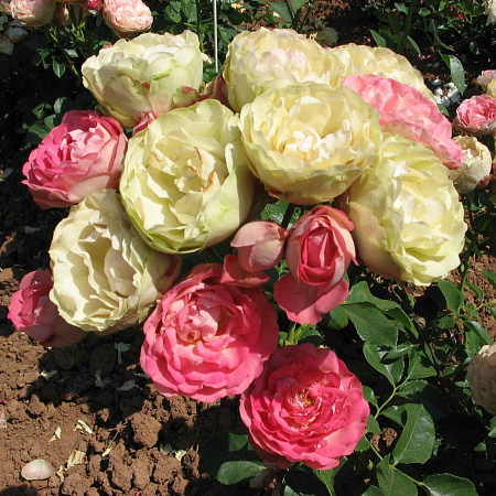 Фото Роза флорибунда Акрополис