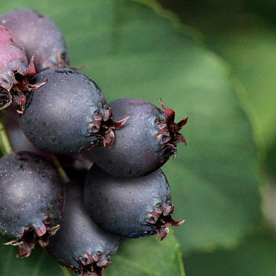 Ирга Красноярская