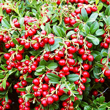 Фото Брусника Красная жемчужина