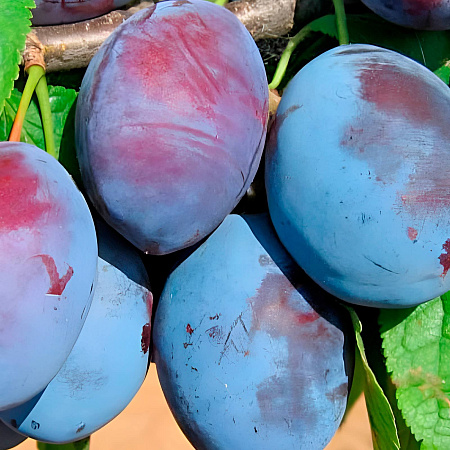 Фото Слива Чернослив Чижика