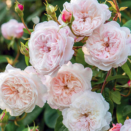 Фото Роза плетистая-рамблер Зе Олбрайтон Рамблер С12,5л