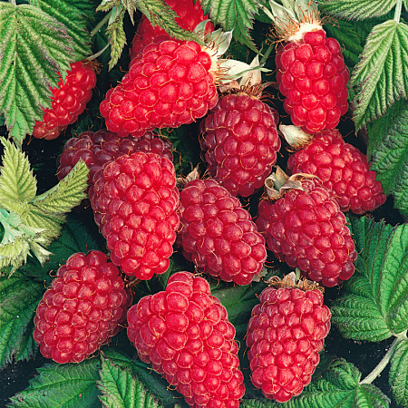 Фото Малина ремонтантная Бабье лето 2