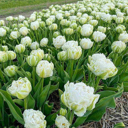 Фото Тюльпан Сноу кристал