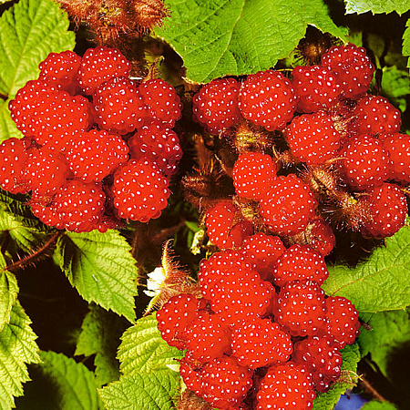 Фото Малина Японская