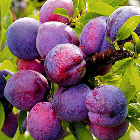 Фото Слива Чернослив ранний