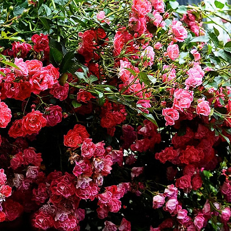 Фото Роза плетистая-клаймбер Бесконечный розовый