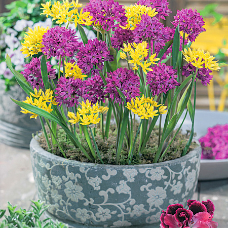 Фото Лук декоративный Набор:  Лук моли, Лук горолюбивый