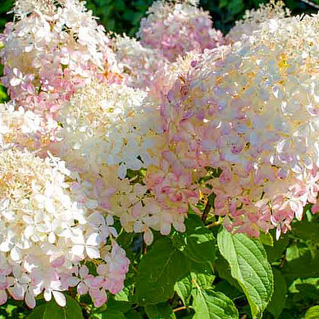 Фото Гортензия метельчатая Фантом