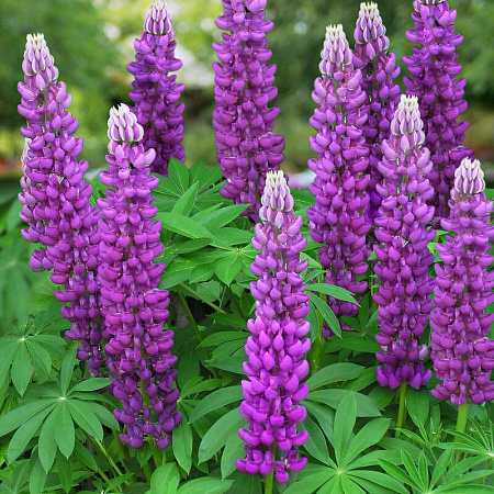 Фото Люпин Галерея фиолетовый