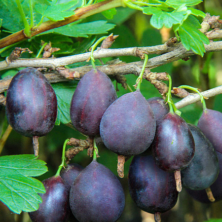 Фото Крыжовник Кооператор