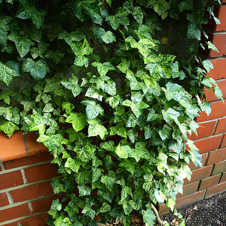 Фото Плющ обыкновенный Профессор Сенета