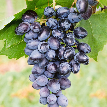 Фото Виноград Аюта