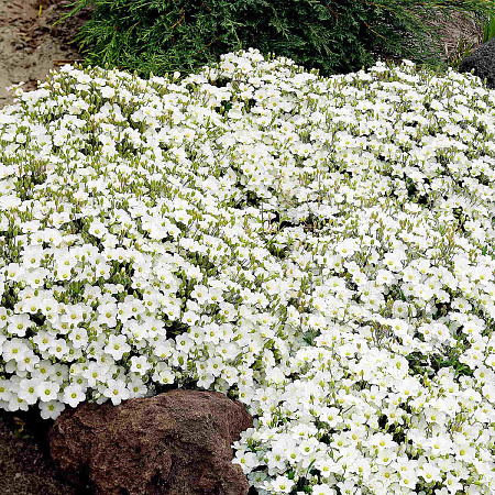 Фото Аренария Близзард