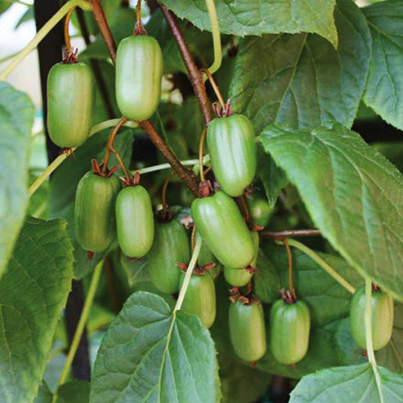 Фото Актинидия Ароматная (двудомная)