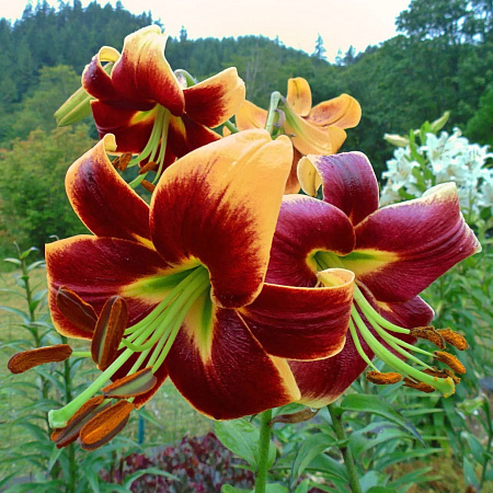 Фото Лилия ОТ-гибрид Дебби