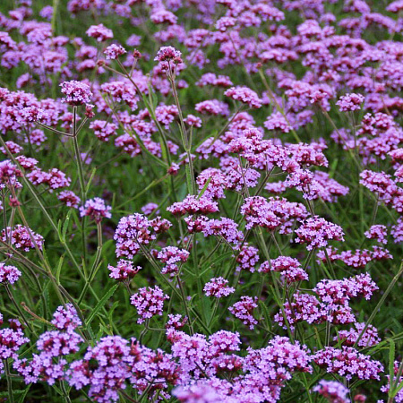 Фото Вербена бонарская