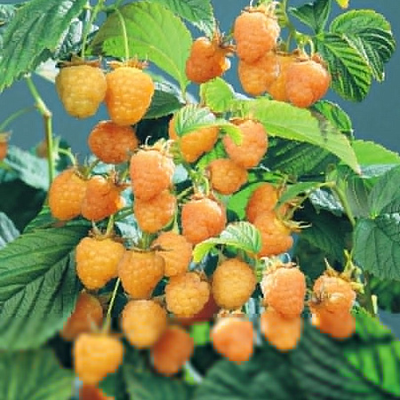 Фото Малина ремонтантная Абрикосовая