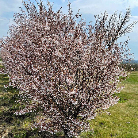 Фото Вишня декоративная Койо-но-маи