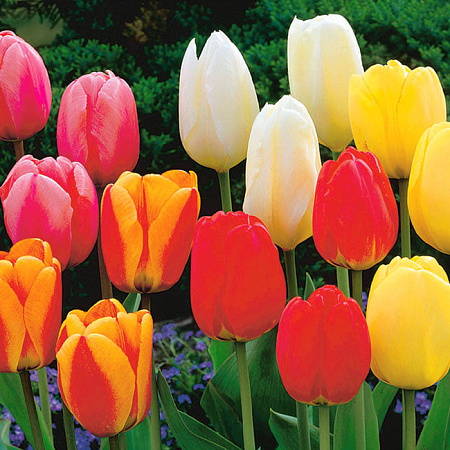 Фото Тюльпан Дарвиновы гибриды набор
