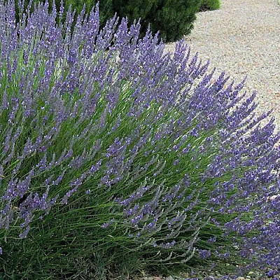 Лаванда гибридная (лавандин) Гроссо