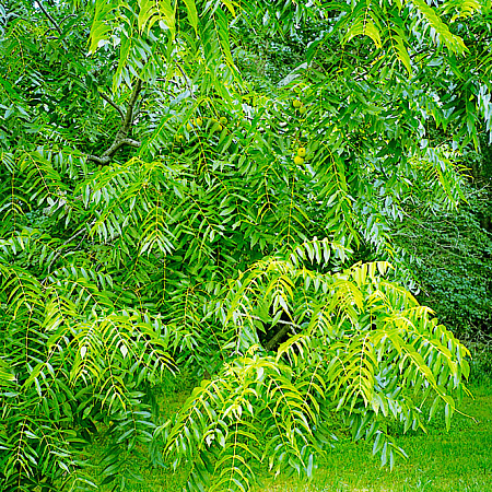 Фото Орех Маньчжурский