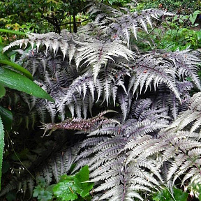 Кочедыжник ниппонский Металликум