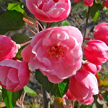 Фото Яблоня декоративная Бренди мэджик