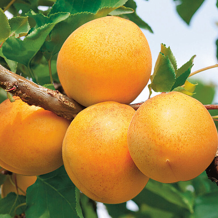 Фото Комплект полукарликовых абрикосов №1: Кичигинский, Погремок