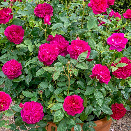 Фото Роза английская Дарси Бассел C12,5