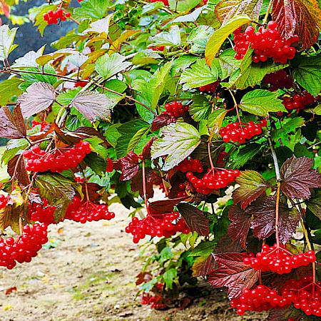 Фото Калина сладкоплодная