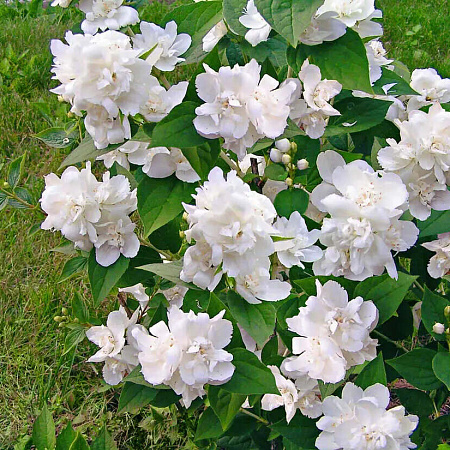 Фото Жасмин Зоя Космодемьянская~69371