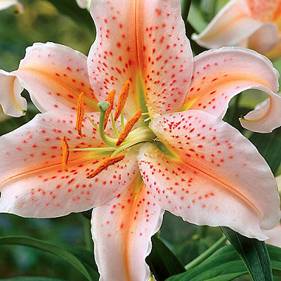 Лилия восточная Салмон Парти