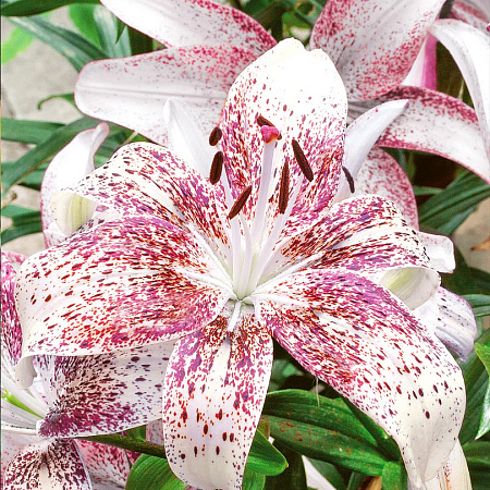 Фото Лилия ЛО-гибрид Ланкон