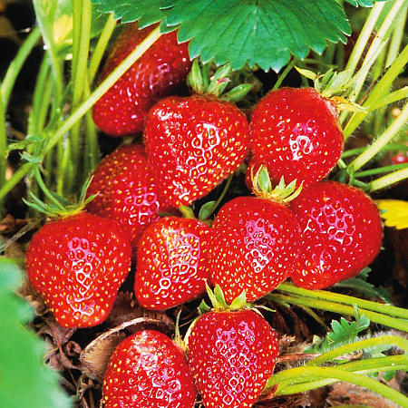 Фото Земляника садовая Свит Еви