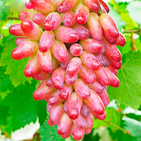 Виноград Юбилей Новочеркасска