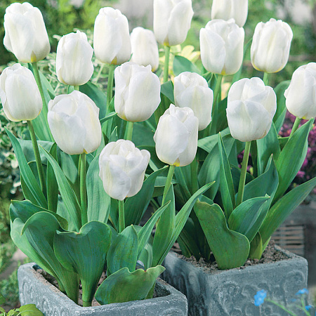 Фото Тюльпан Калгари