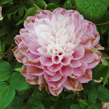 Фото Клематис Дарсинг Смайл