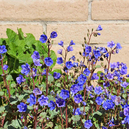 Фото Фацелия Колокольчиковая