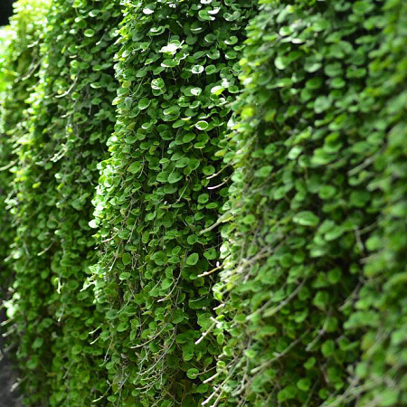 Фото Дихондра Изумруд