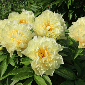 Пион Санни Герл