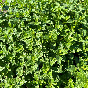 Мята Лимонная