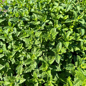 Мята Лимонная