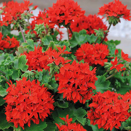 Фото Герань Квантум красная