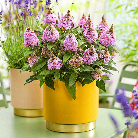 Фото Буддлея Литл Рокстарс Пинк