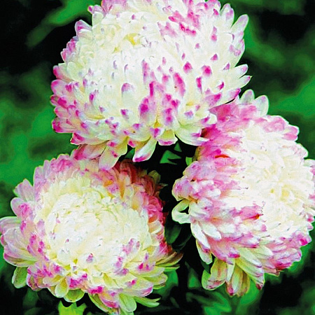 Фото Астра Дюшес Розовая жемчужина