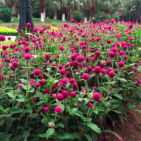 Фото Гомфрена Пурпурная