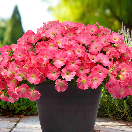 Фото Петуния ампельная Изи Вэйф Роузи Доун